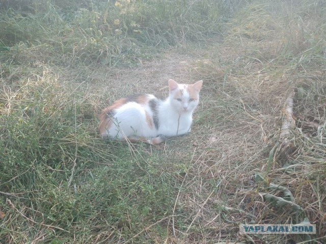 Жизнь домашнего приюта для котеек 512