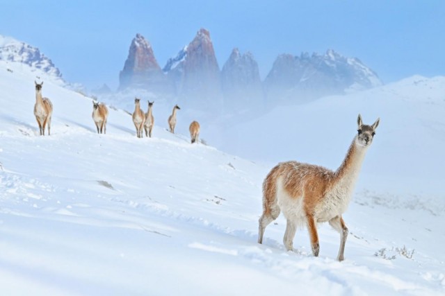 Объявлены победители конкурса фотографий дикой природы Nature Photographer of the Year 2024: полюбуйтесь на 20 лучших работ