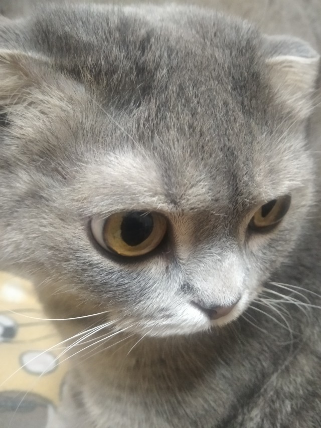 А где коты?