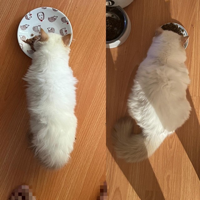 Напугал кошку пердежом