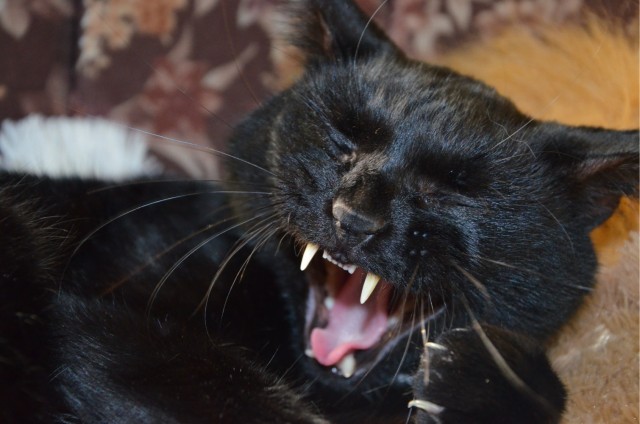 Мой кот