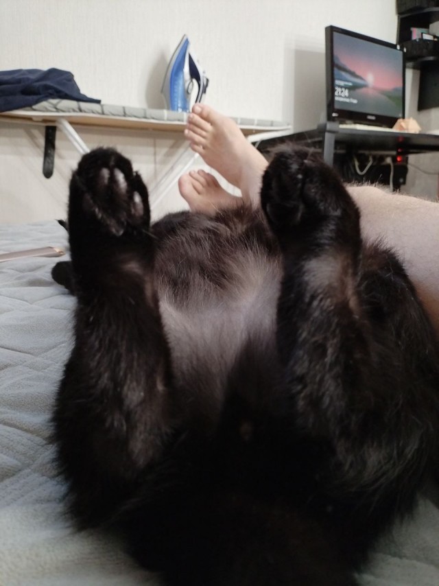 К котовторнику. Наш любимый плед.