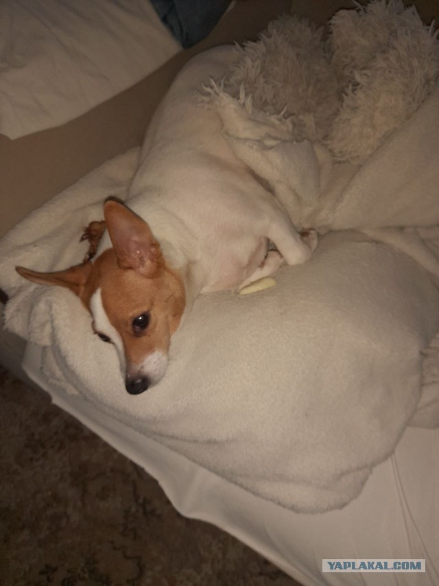 Не дать растаять Снегурчке. Нужна помощь всесильного Япа.