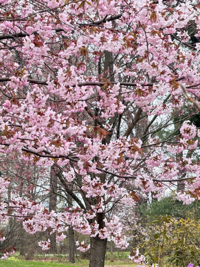 В ботаническом саду Петра Великого (СПб) расцветает сакура