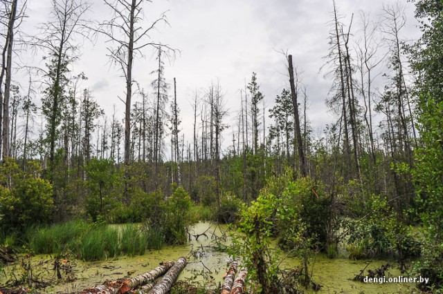 Один против всех. История Белорусского егеря