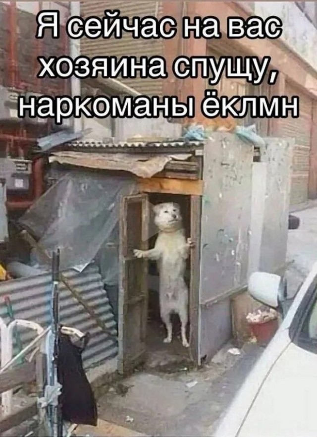 Картиночки, баянчики 14 мая