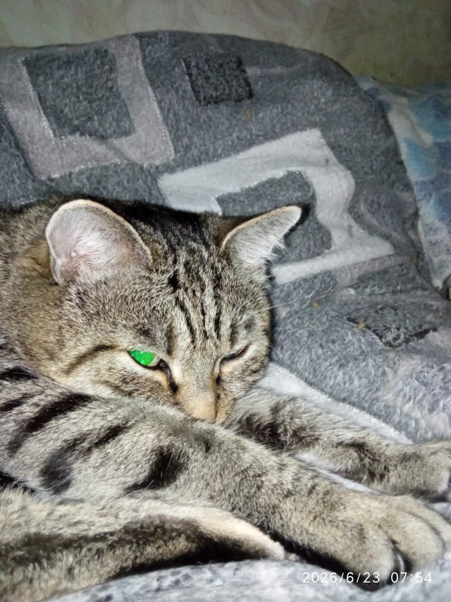 Кошка Яна 19 лет