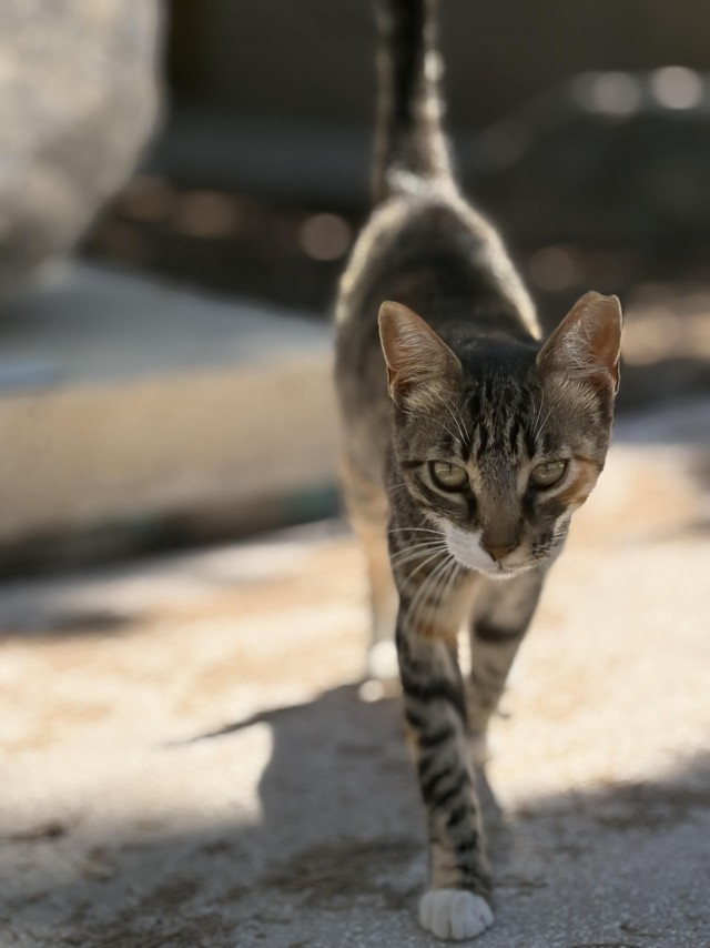 Уличные котики