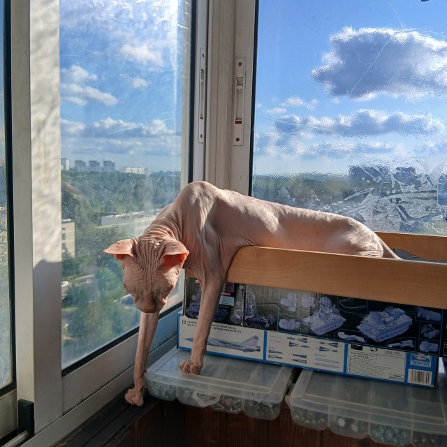 Фотки красивого кота.