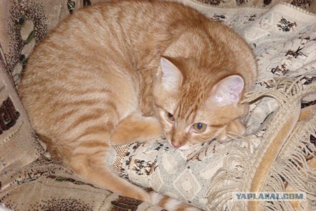Бабушкин кот