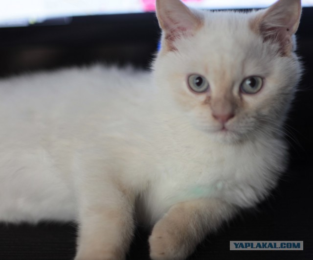 Котовторник 04.03.2014