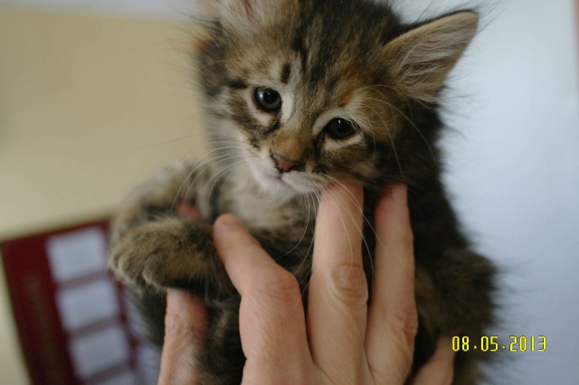 Котовторник 01.04.2014