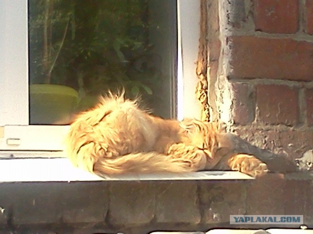 Котовторник 01.07.2014