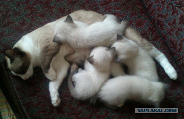Котовторник 19.08.2014