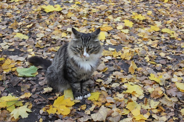 Котовторник 28.10.2014