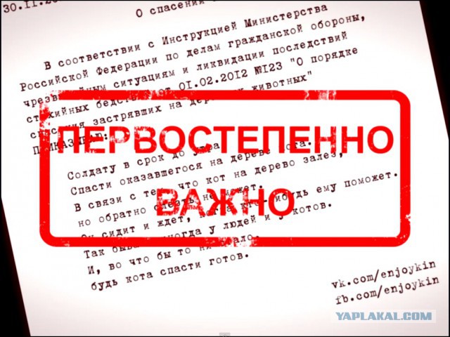 Зато я спас кота