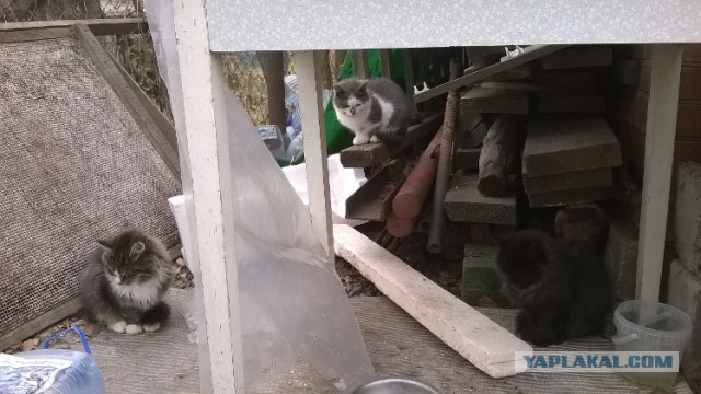 Котовторник 06.01.2015