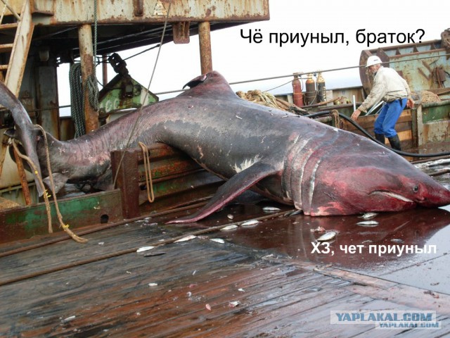 Поймали акулу