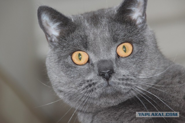 Самые популярные клички кошек и котов