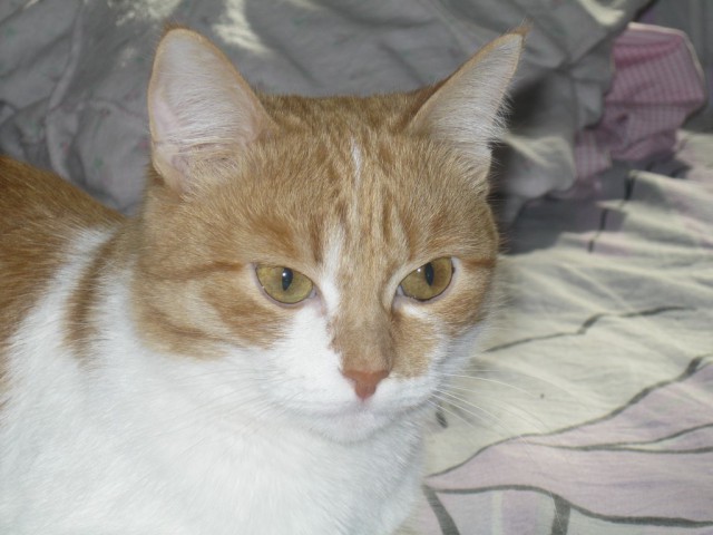 Котовторник 31.03.2015