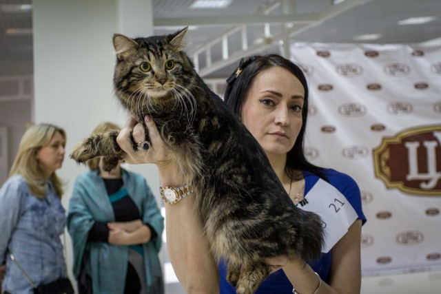 Выставка кошек WCF 4 апреля Тамбов