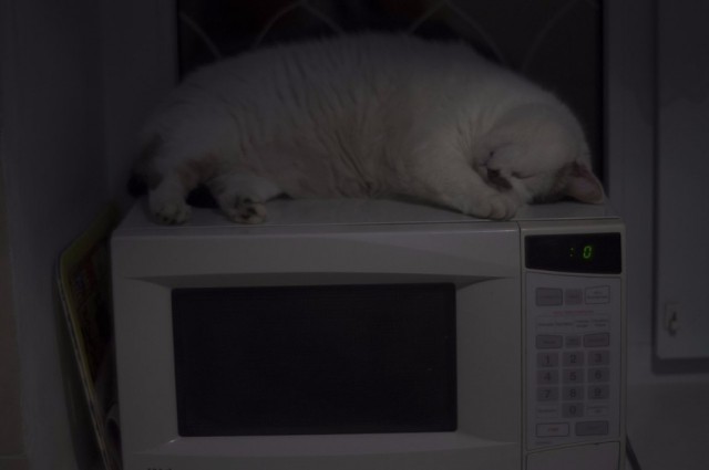 Котовторник 16.06.2015., Котовторник наступил!