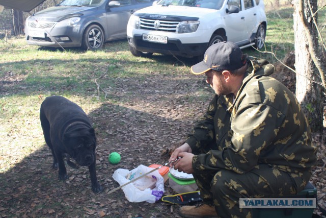 Хозяев бойцовых собак