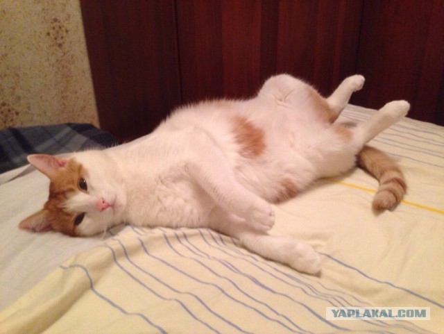 Котовторник 14.07.2015