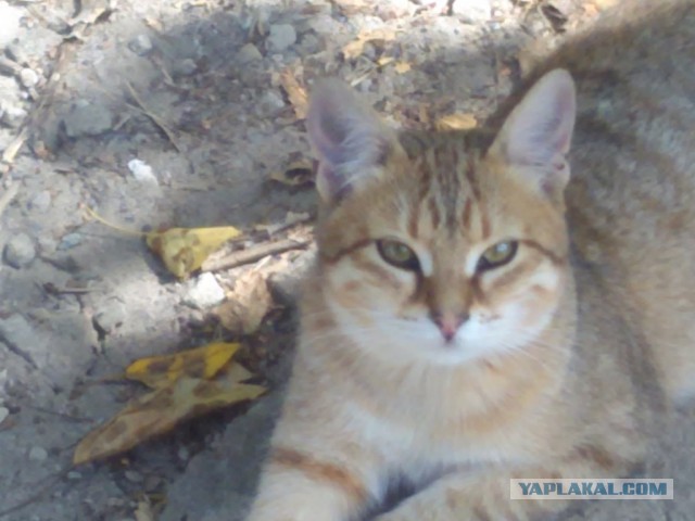 Котовторник