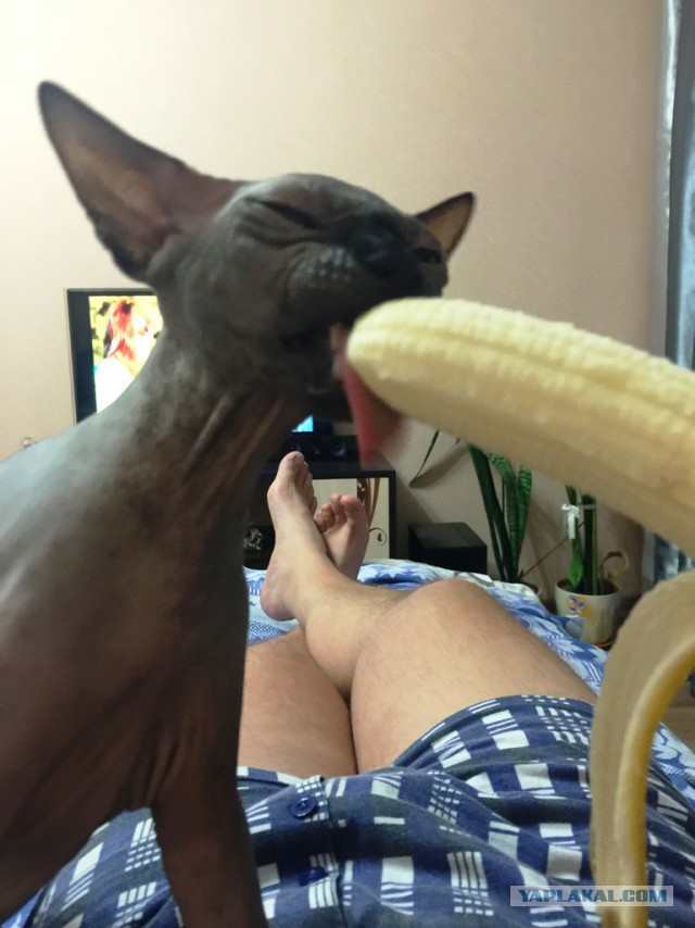 Котовторник 15-09-2015 !