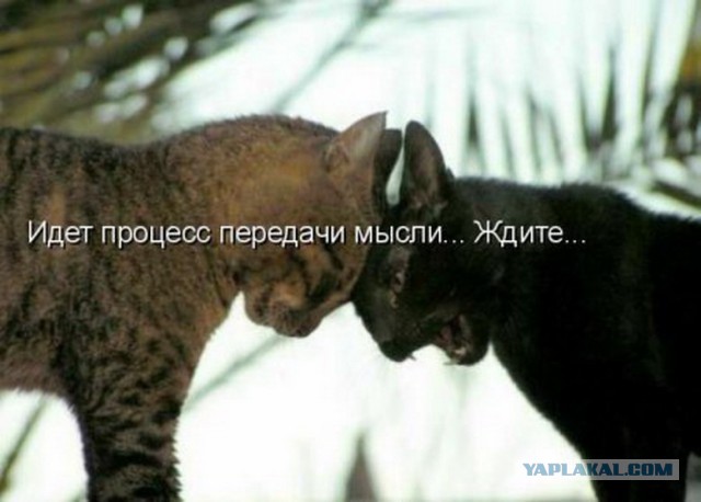 Две дамы не могут определить, кому уступать!
