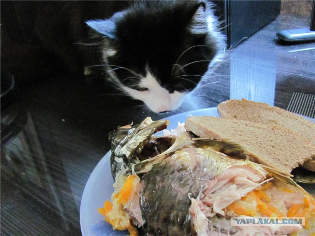 Был уличен в том, что воровал селедку под шубой.