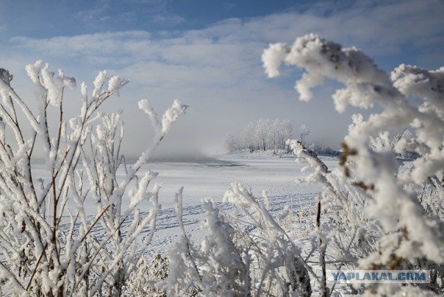 Последствия аномально теплой погоды в Москве