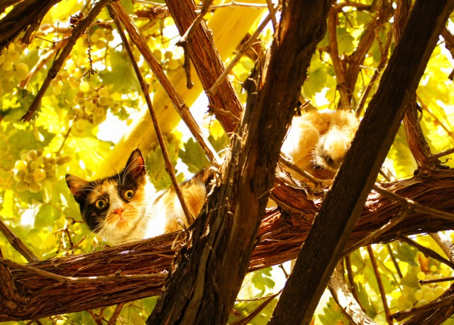 Мимимишности пост