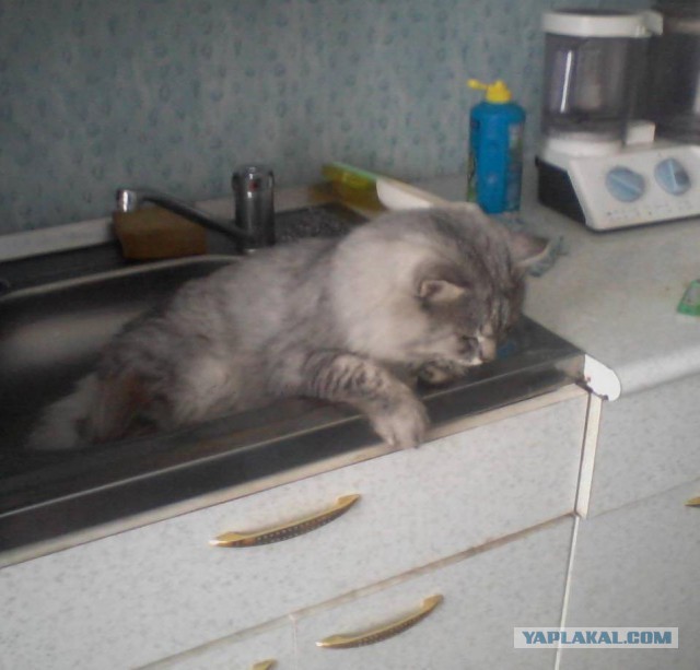 только покойник не смыть в рукомойник.