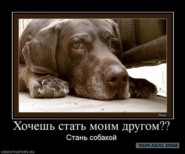 Собака у ног хозяина фото. Удивительные факты о собаках. Как иметь собаку. Интересные факты о собаках в картинках. Как здорово иметь собаку.