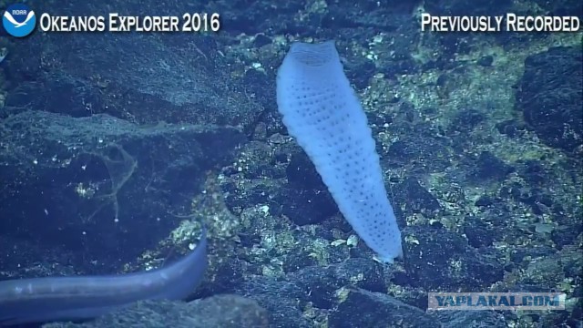 Началась онлайн-трансляция происходящего в самом глубоком месте Земли