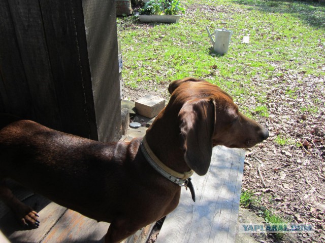 Верный друг охотника