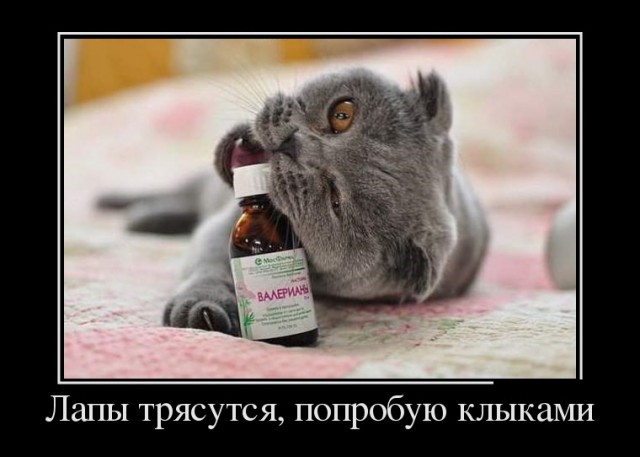 "Оскара" - котикам!