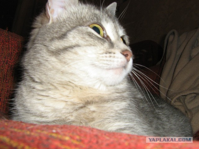 Котейки пост