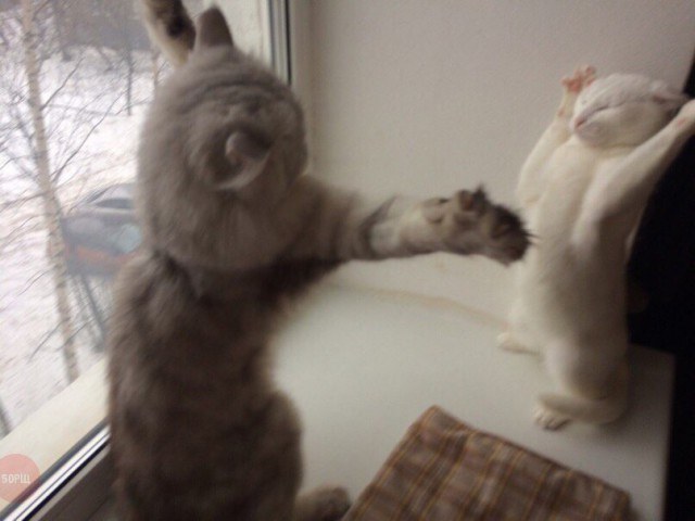 Коты из сети