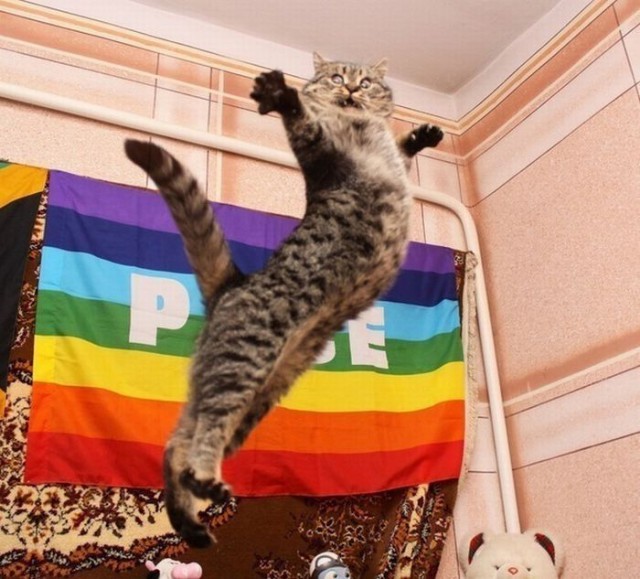 Коты и Кошки