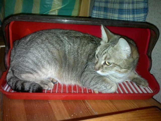Коты и Кошки