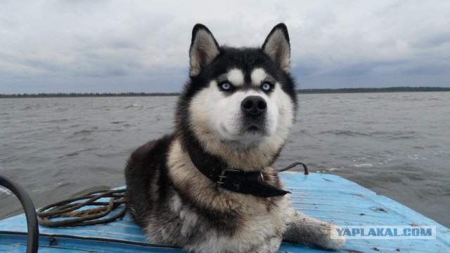 Четверг же! Хвастаемся!