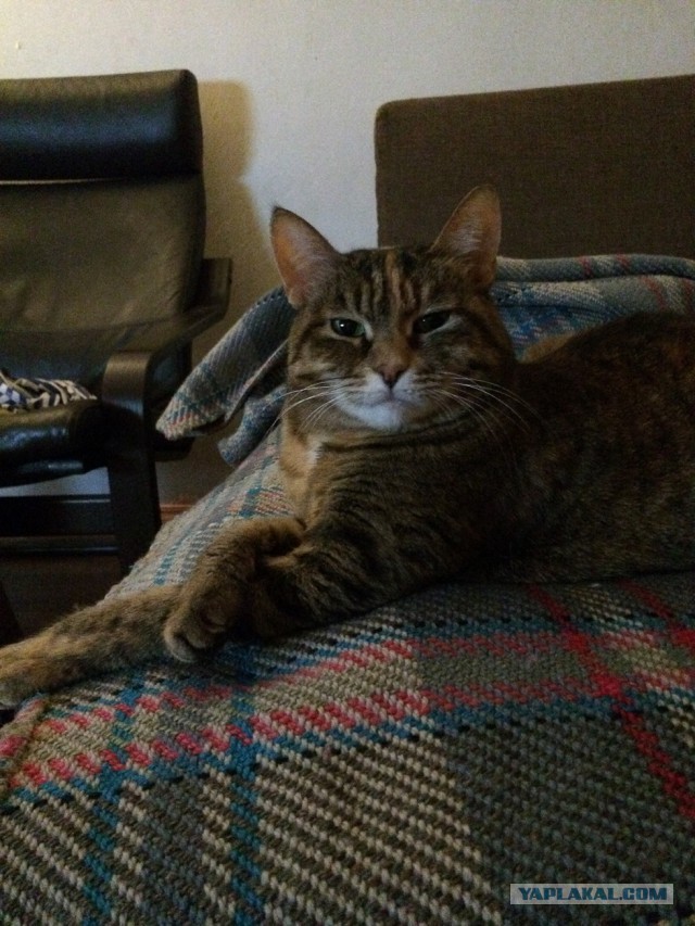 Котовторник!