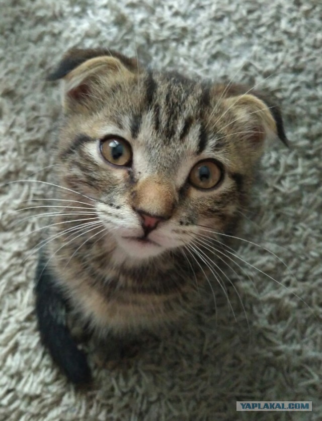 Котовторник 9.01.2018