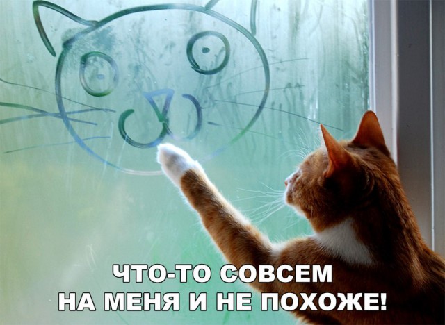 Прикольных котов пост
