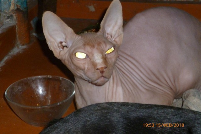 Котовторник 13.03.2018