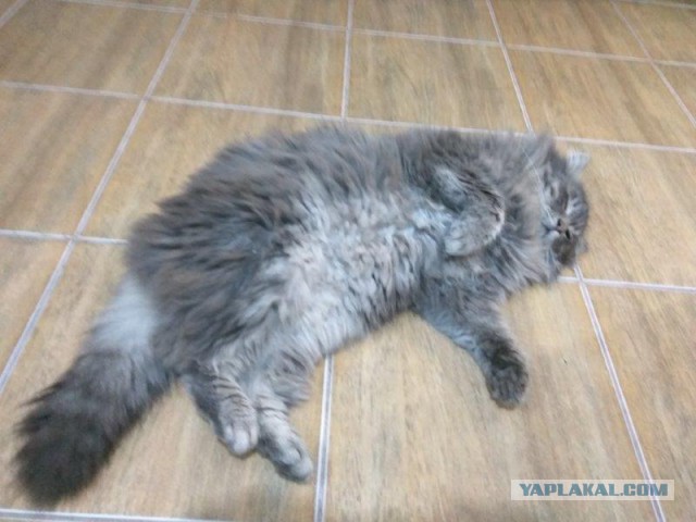 Коты застигнутые врасплох