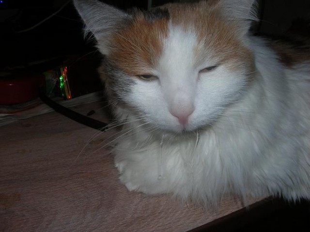 Котовторник